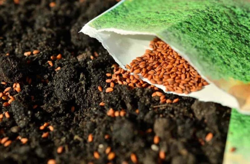 Top 10 Leading Seed Companies in India Revolutionizing Agriculture