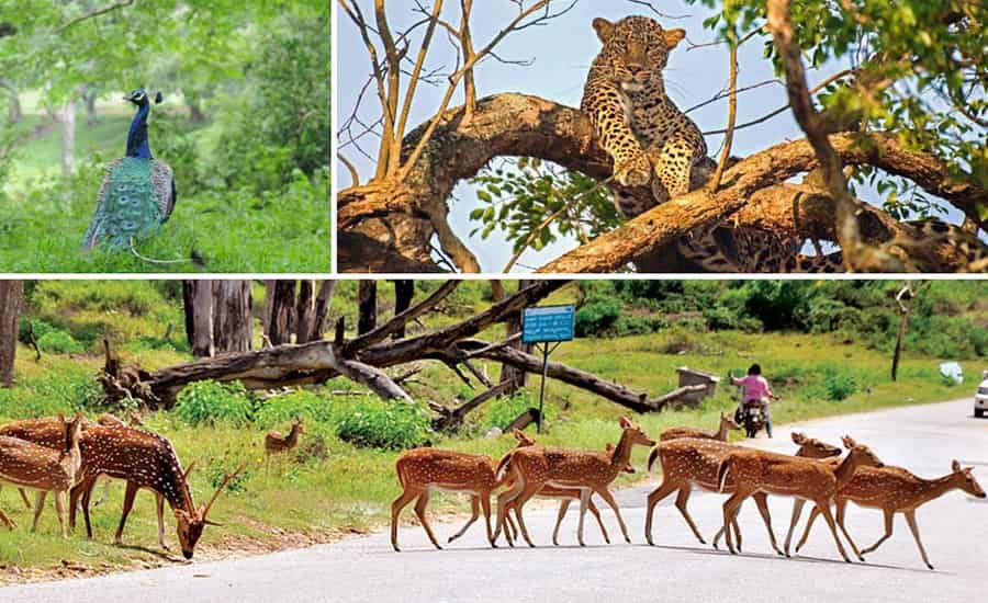 Bandipur National Park