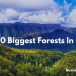 Biggest Forests In India