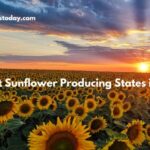 Highest Sunflower Producing States in India