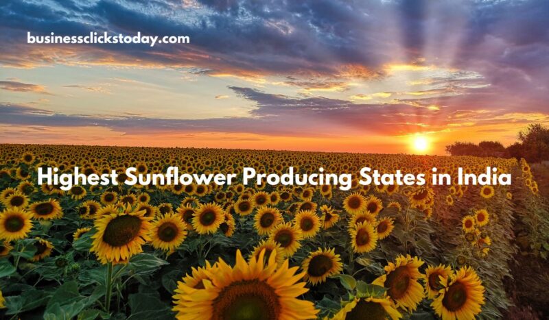 Top 5 Highest Sunflower Producing States in India 2024: An Overview