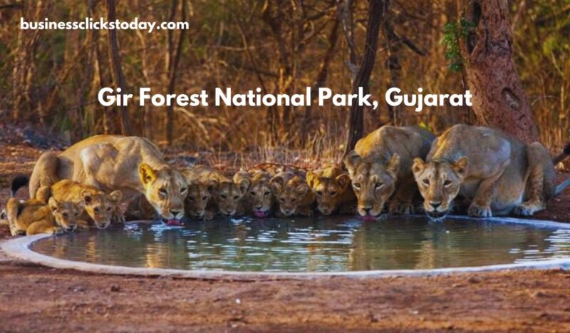 Gir Forest National Park, Gujarat