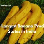 Largest Banana Producing States in India