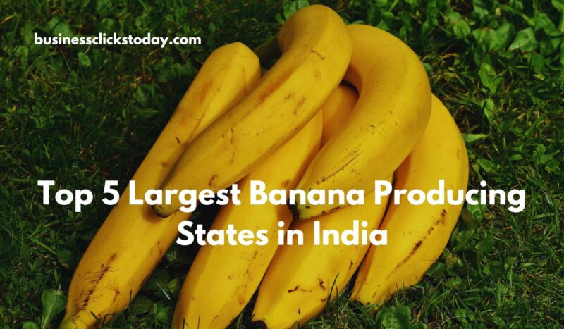 The 5 Largest Banana Producing States in India