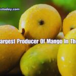 Largest Producer Of Mango In The World 