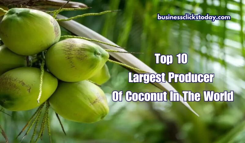 Top 10 Countries as the Largest Producer of Coconut in the World