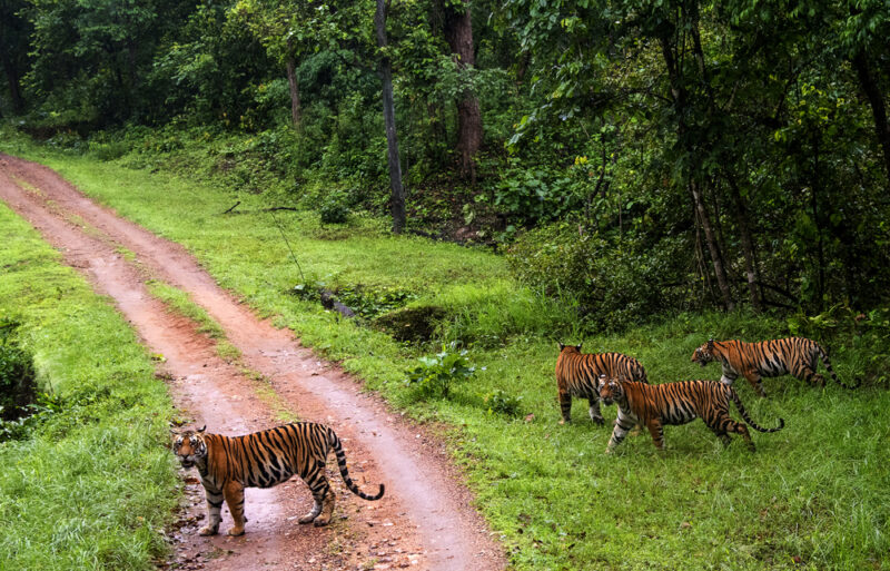 Kanha National Park (Kanha Tiger Reserve)