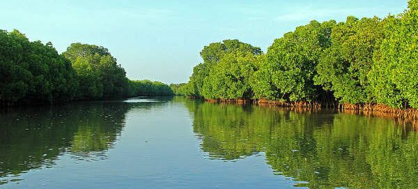 Pichavaram Forest