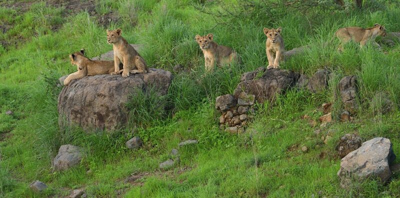 Gir National Park