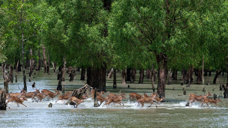 Sundarbans